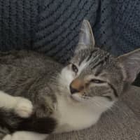 Photo of Cola