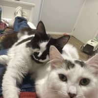 Photo of Rhunarb   Pet Quarters Broadmeadow 