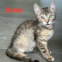 Photo of Biddy