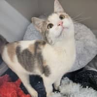 Photo of Scarlett