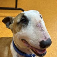 Photo of Indy