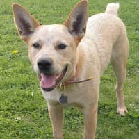 Photo of Willow