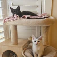 Photo of Eddie *9 Lives Project Rescue*