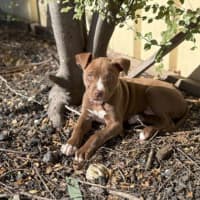 Photo of Milo