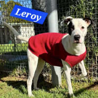 Photo of Leroy