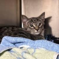 Photo of Milo