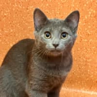 Photo of Nimbus