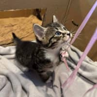 Photo of Yanni & Niko 