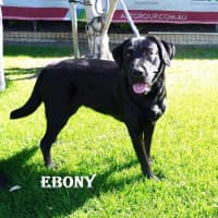 Photo of Ebony