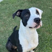 Photo of Archie