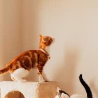 Photo of Phineas & Ferb