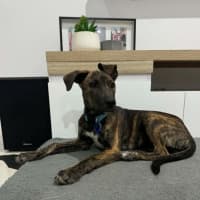 Photo of Remi   5 Month Old Bull Arab X