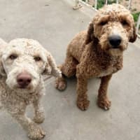 Photo of Patch And Stella Valenti