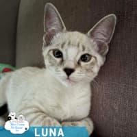 Photo of Luna