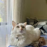 Photo of Cashew *9 Lives Project Rescue*