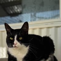 Photo of Maow Maow