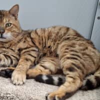 Photo of Neil Catrick Harris