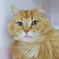 Photo of Ollie Sta015527