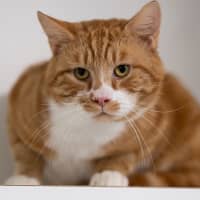 Photo of Chester