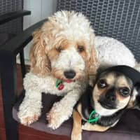 Photo of Beanz And Leo