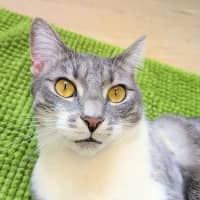 Photo of Nova