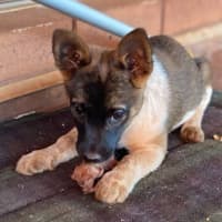 Photo of Scarlet