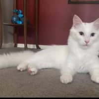 Photo of Smudge