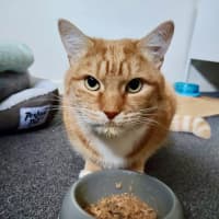 Photo of Gingy