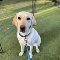 Photo of Honey