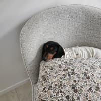 Photo of Tilly