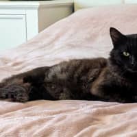 Photo of Ronnie ** Mr Snuggles**