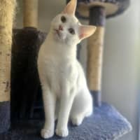 Photo of Haku   Located In Preston