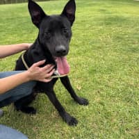 Photo of Joey