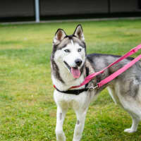 Photo of Freya