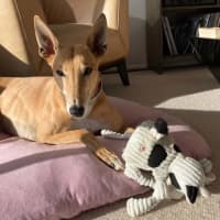 Photo of Clover The Greyhound