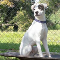 Photo of Patch