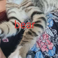 Photo of Bear