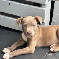 Photo of Bodhi 😎🐶