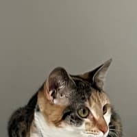 Photo of Gucci (60039)