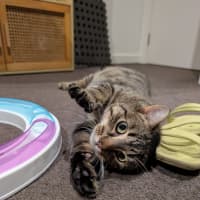 Photo of Wally *9 Lives Project Rescue*