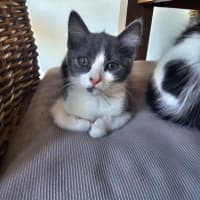 Photo of Penny Meet Me@Petstock Hastings Store