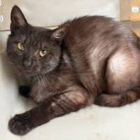 Photo of Blacky
