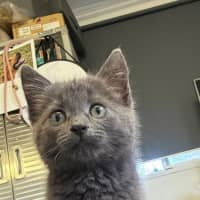 Photo of Pebbles