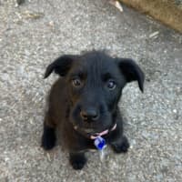 Photo of Ivy   8 Week Old Wolfhound X