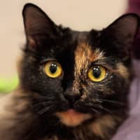 Photo of Ruby