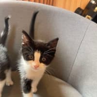 Photo of Bashful