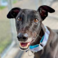 Photo of Logan The Greyhound
