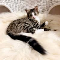 Photo of 💜 Harlequin 💜