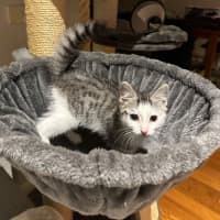 Photo of Moxie