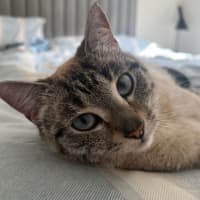 Photo of Aurora